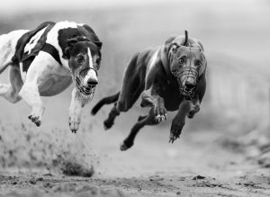 16078_Fotograf_Jens  Jakobsson_Dog race_Action